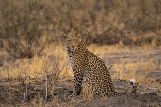 Female, leopard (Panthera pardus) sitting, dry grass, Savuti, Chobe National Park National Park,