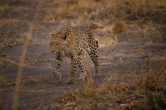 Female, leopard (Panthera pardus) snorting, dry grass, Savuti, Chobe National Park National Park,