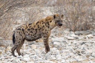 Spotted hyena or spotted hyena (Crocuta crocuta), Etosha National Park, Namibia