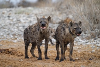 Spotted hyena or spotted hyena (Crocuta crocuta) with broadcast collar, Etosha National Park,