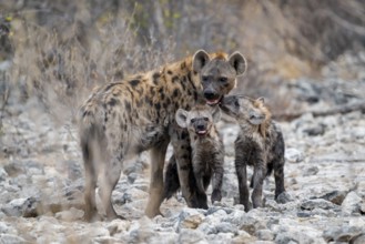 Spotted hyena or spotted hyena (Crocuta crocuta) with two young animals, Etosha National Park,