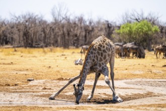 Angola giraffe (Giraffa giraffa angolensis), giraffe drinking at a waterhole, Etosha National Park,