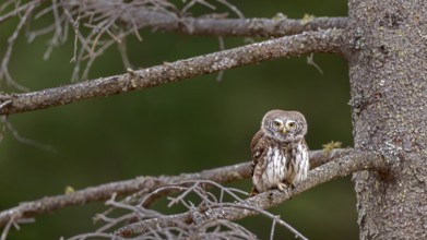 Sparrow owl (Glaucicium passerinum) sitting on a branch, Pillberg, Pill, Tyrol, Austria