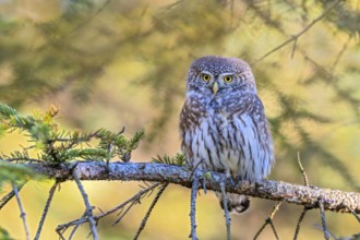 Sparrow owl (Glaucicium passerinum) sitting on a branch, Heuberg, Stans, Tyrol, Austria