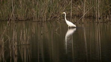 Great egret (Egretta alba) standing in shallow water, Naturquartier Grosswilfersdorf,