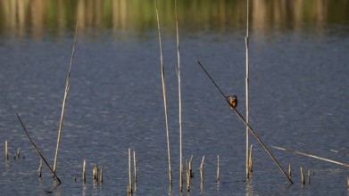 Kingfisher (Alcedo atthis) in reeds, Naturquartier Grosswilfersdorf, Grosswilfersdorf, Styria,