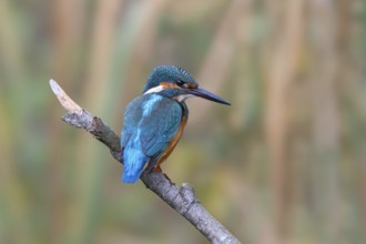 Kingfisher (Alcedo atthis) sitting on a branch, Littlewood Ranch, Limbach, Burgenland, Austria