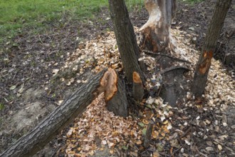 European beaver (Castor fiber), eating marks, Littlewood Ranch, Limbach, Burgenland, Austria