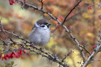 Tree sparrow (Passer montanus) sitting in a barberry bush, Littlewood Ranch, Limbach, Burgenland,