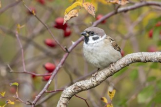 Tree sparrow (Passer montanus) sitting in a wild rose bush, Littlewood Ranch, Limbach, Burgenland,