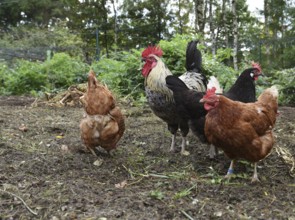 Domestic chickens, Gallus gallus domesticus, with roosters searching for food in outdoor