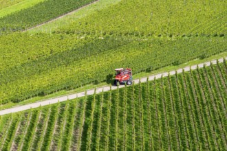 A red grape harvester moves on a road in the vineyards, grape grape harvest, near Korb im Remstal,