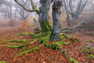 Beech in Hutewald Halloh, Hesse, Germany