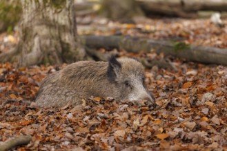 Wild boar (Sus scrofa), Germany