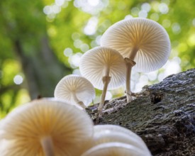 Beech slime (Mucidula mucida), Germany