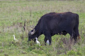 Water buffalo (Bubalus arnee) and cow heron (Ardea ibis, synonym: Bubulcus ibis), Naturquartier