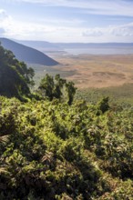 View of Ngorongoro Crater, Crater Viewpoint, Forest and Savanna Landscape, Ngorongoro Conservation