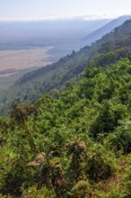 View of Ngorongoro Crater, Crater Viewpoint, mountain slopes with forest, Ngorongoro Conservation