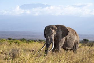 African elephant (Loxodonta africana) in picturesque landscape with the summit of Mount