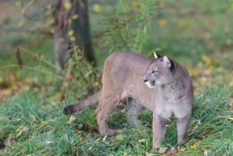 A male cougar (Puma concolor) stands in tall grass in a forest, looking around. W USA, S Canada,