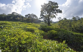 Tea plantation on hills between tropical rainforest, Amani Nature Forest Reserve, Eastern Usambara