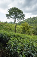 Tea plantation on hills between tropical rainforest, Amani Nature Forest Reserve, Eastern Usambara
