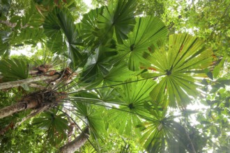 Australian fan palms in sunny rainforest on the way to Mount Sorrow in Daintree National Park