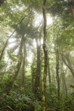 Misty tropical forest with ficus and endemic species on the way to Mount Sorrow in Daintree