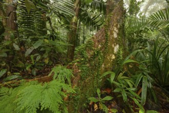 Misty tropical forest with ficus and endemic species on the way to Mount Sorrow in Daintree