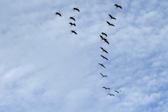 Cranes flying in formation (Grus grus), Darß, Mecklenburg-Western Pomerania, Germany