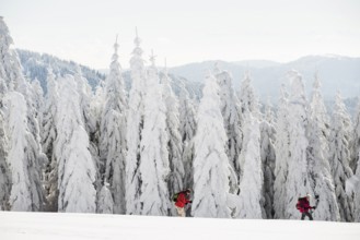 Snow-covered fir trees and snowshoe hikers, Stübenwasen, Feldberg, Todtnauberg, Black Forest,