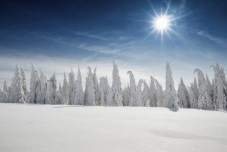 Snow-covered fir trees in sunshine, Stübenwasen, Feldberg, Todtnauberg, Black Forest,