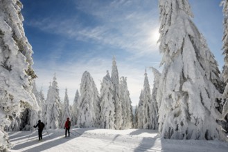 Snow-covered firs and cross-country skiers, Stübenwasen, Feldberg, Todtnauberg, Black Forest,