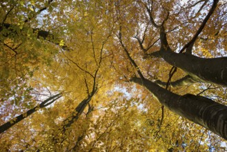 Autumn forest, view of the treetops from below, Schauinsland, Freiburg im Breisgau, Black Forest,