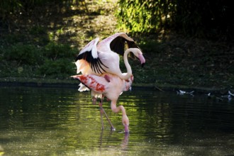 Pink flamingos, Phoenicopterus ruber-roseus, mating