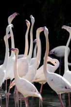 Pink flamingos, Phoenicopterus ruber-roseus