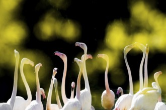 Pink flamingos, Phoenicopterus ruber-roseus
