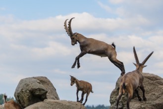 A male ibex (Capra ibex) jumps from rock to rock. A blue sky with clouds can be seen in the