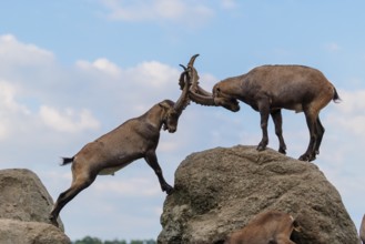 Two male ibexes (Capra ibex) stand facing each other on a rock and playfully fight with each other.