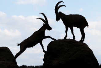 Two male ibexes (Capra ibex) stand facing each other on a rock and playfully fight with each other.
