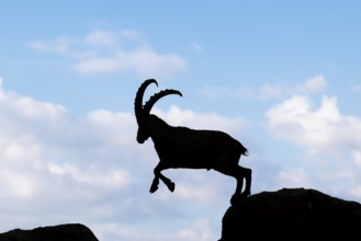 A male ibex (Capra ibex) jumps from rock to rock. Silhouette against a blue sky with clouds.