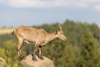 A female ibex (Capra ibex) stands on a rock on a sunny day. A blue sky with clouds and a forest can