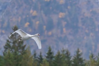 A mute swan (Cygnus olor) flies over a lake. In the background, a mountain forest can be seen in