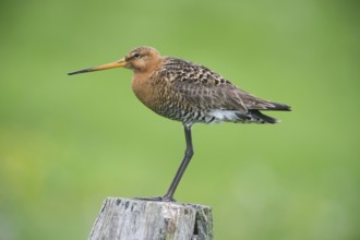 Black-tailed gown (Limosa limosa), in a meadow post in the meadow area, Lower Saxony, Germany