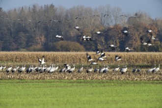 Cranes (grus grus) while resting on the southward train looking for food in a harvested corn field,