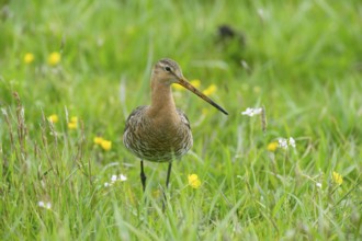 Black-tailed gown (Limosa limosa) looking for food in meadows, Lower Saxony, Germany