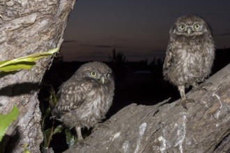 Little owl (Athene noctua), young stone owls sitting at twilight, North Rhine-Westphalia, Germany
