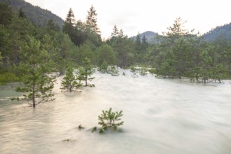 The Isar carries floods between Lake Sylvenstein and Lenggries. Trees and pines sink in the
