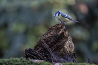 Blue tit (Parus caerulea), Emsland, Lower Saxony, Germany