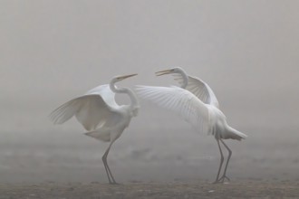 Great Egret, (Egretta alba), Warring Great Egret in the Mist, Lasitz, Saxony, Germany